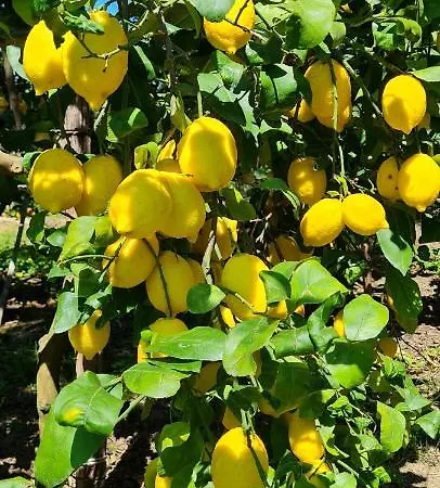 Mariahome * Sorrento