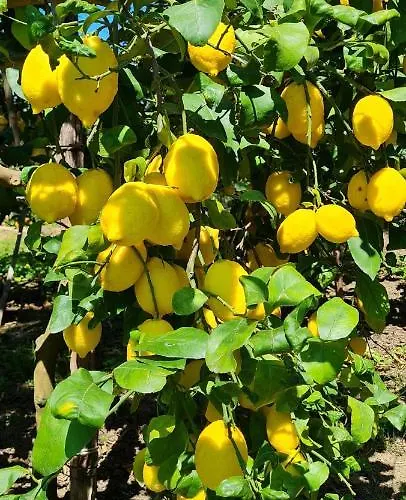 Mariahome * 索伦托